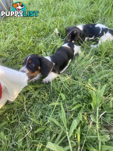 Pure Bred Miniature Dachshund Puppies. Available now!