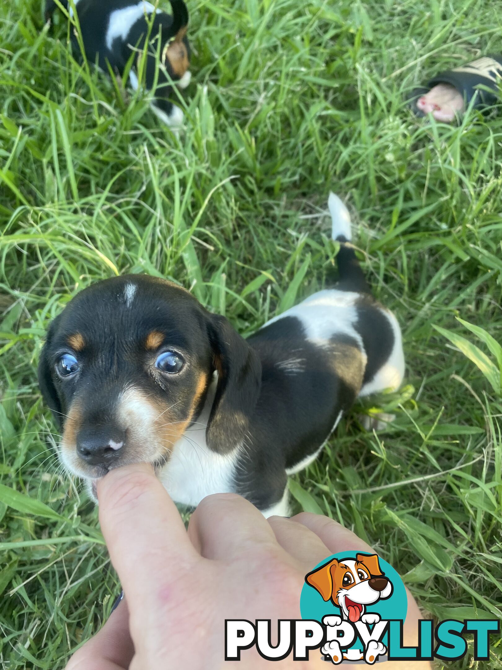 Pure Bred Miniature Dachshund Puppies. Available now!