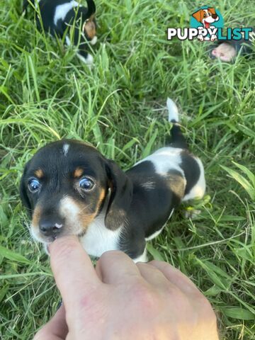 Pure Bred Miniature Dachshund Puppies. Available now!