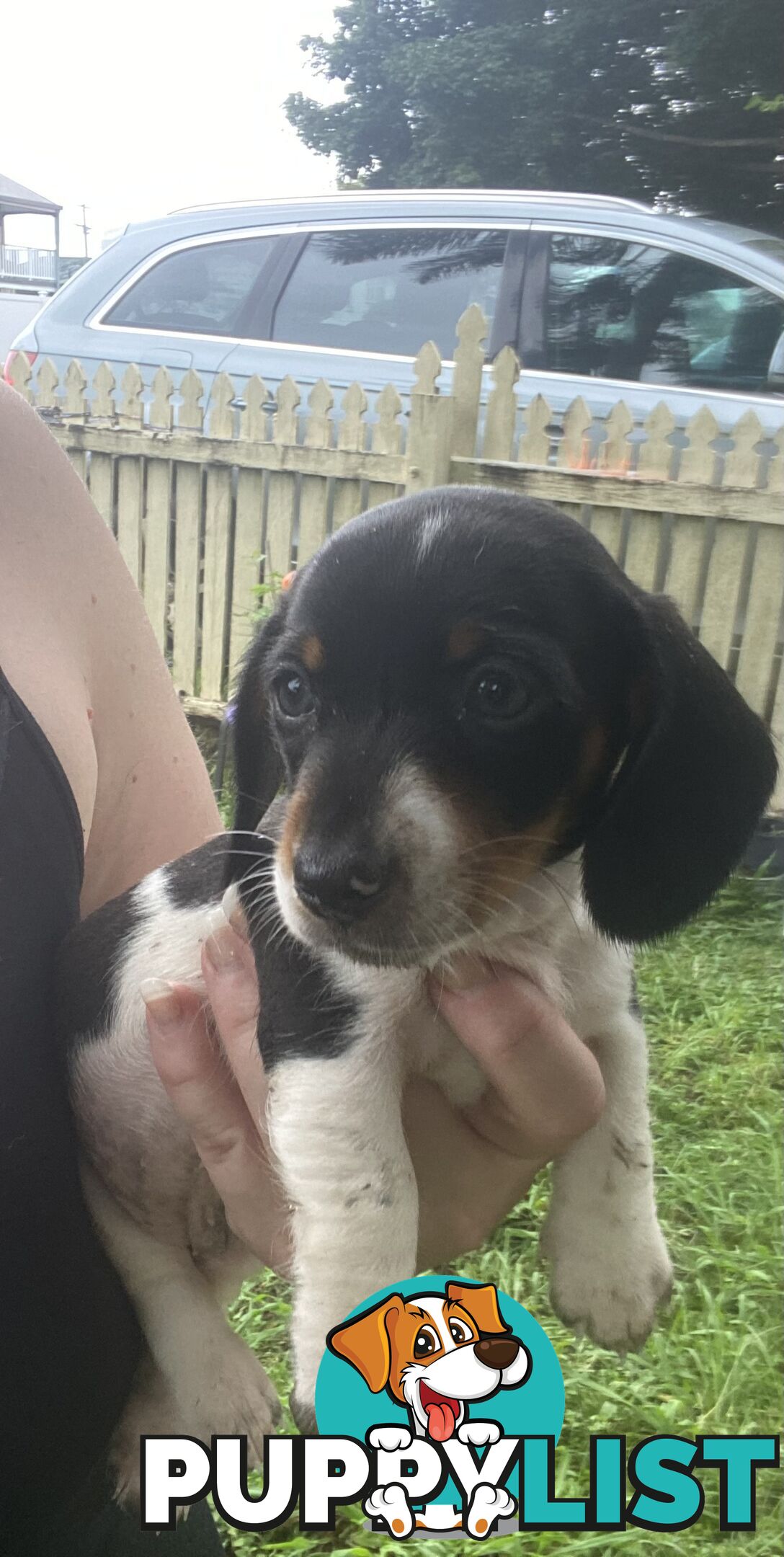 Pure Bred Miniature Dachshund Puppies. Available now!