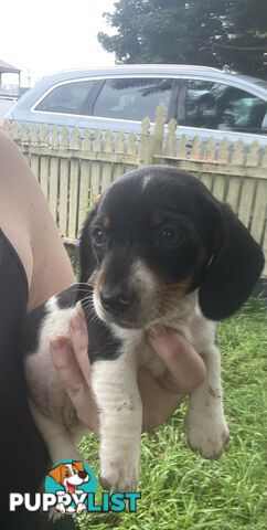 Pure Bred Miniature Dachshund Puppies. Available now!