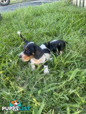 Pure Bred Miniature Dachshund Puppies. Available now!