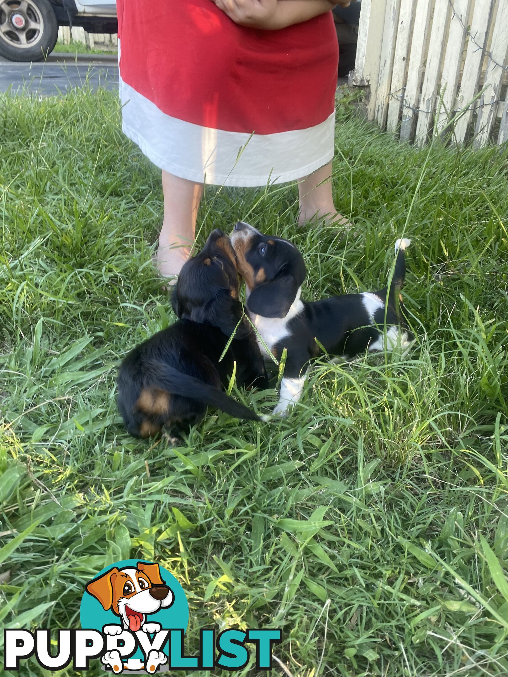 Pure Bred Miniature Dachshund Puppies. Available now!