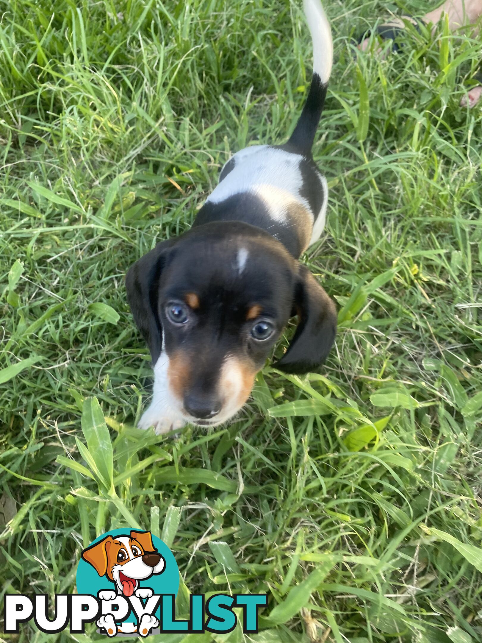 Pure Bred Miniature Dachshund Puppies. Available now!