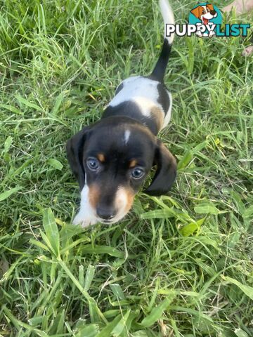 Pure Bred Miniature Dachshund Puppies. Available now!