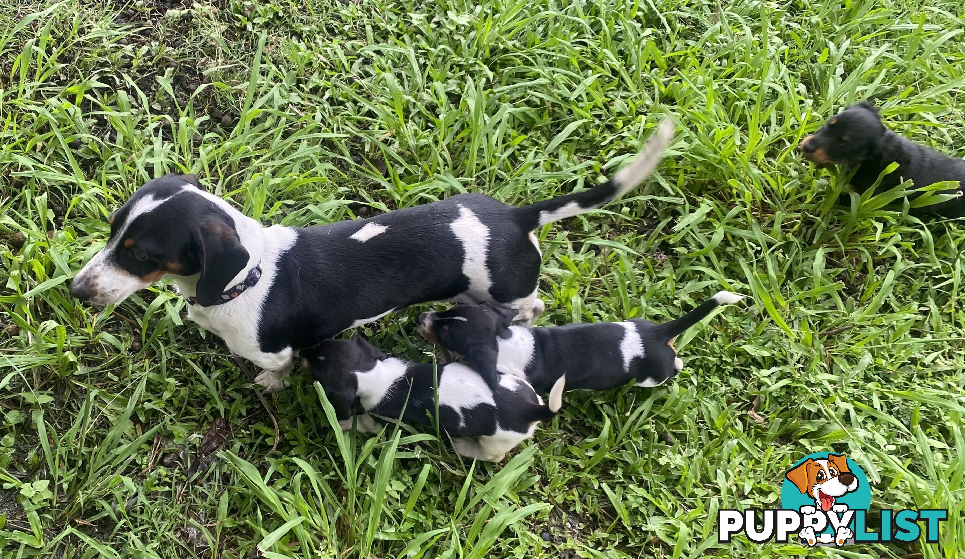 Pure Bred Miniature Dachshund Puppies. Available now!