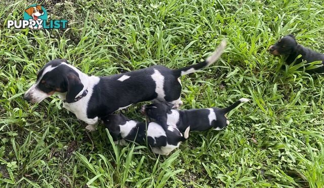 Pure Bred Miniature Dachshund Puppies. Available now!