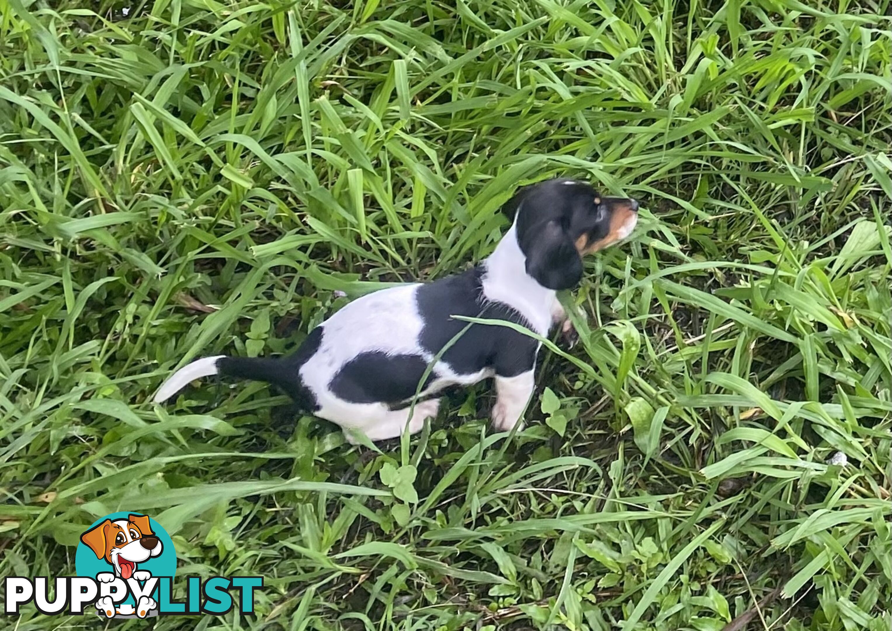 Pure Bred Miniature Dachshund Puppies. Available now!