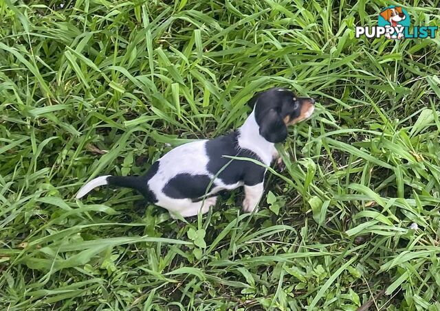 Pure Bred Miniature Dachshund Puppies. Available now!