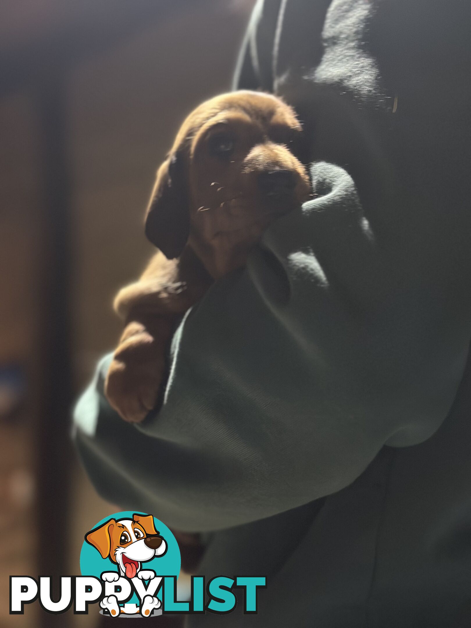 Miniature Dachshund