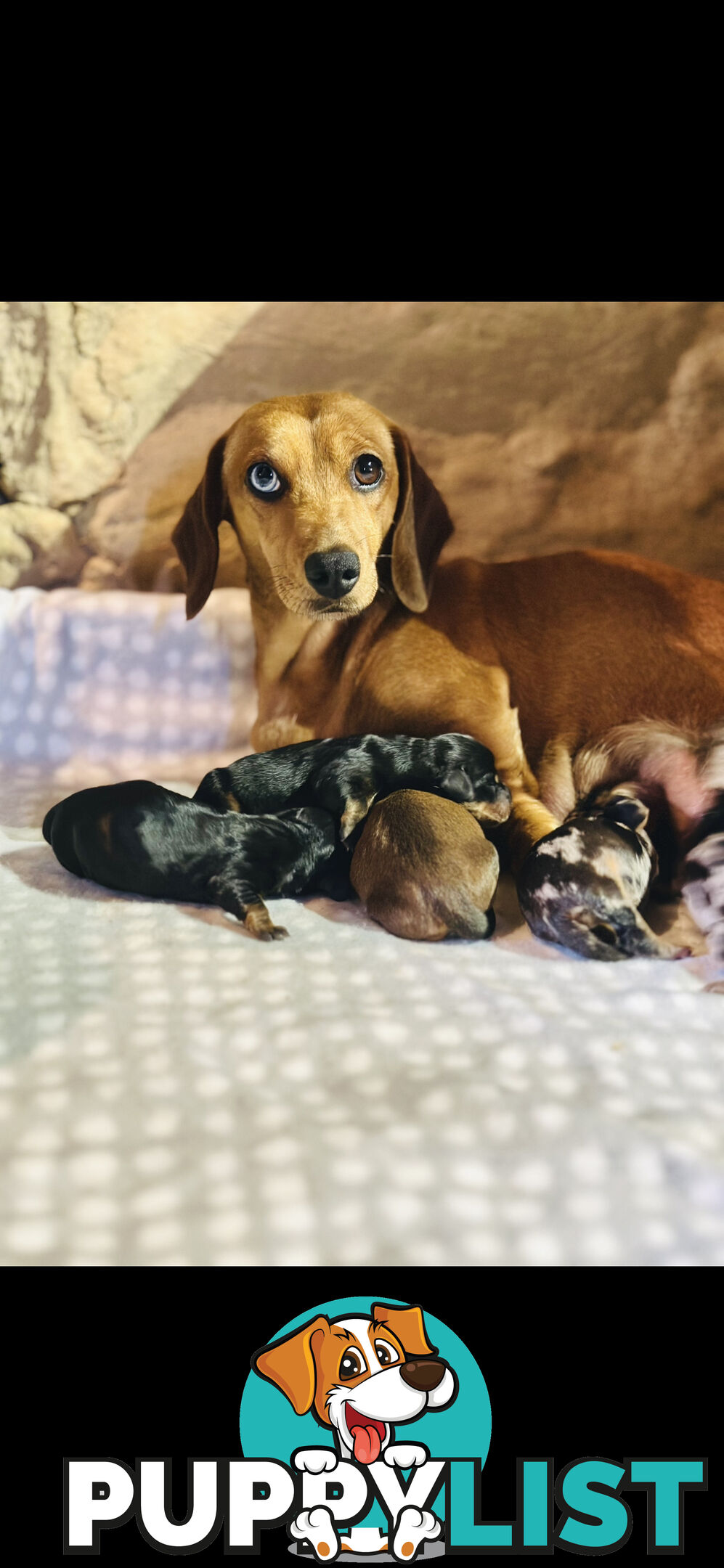 Miniature Dachshund