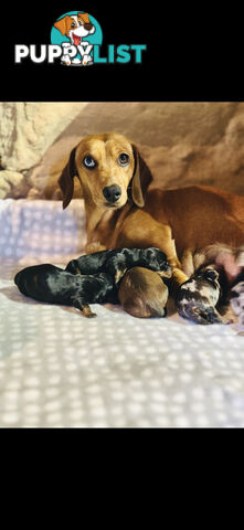 Miniature Dachshund