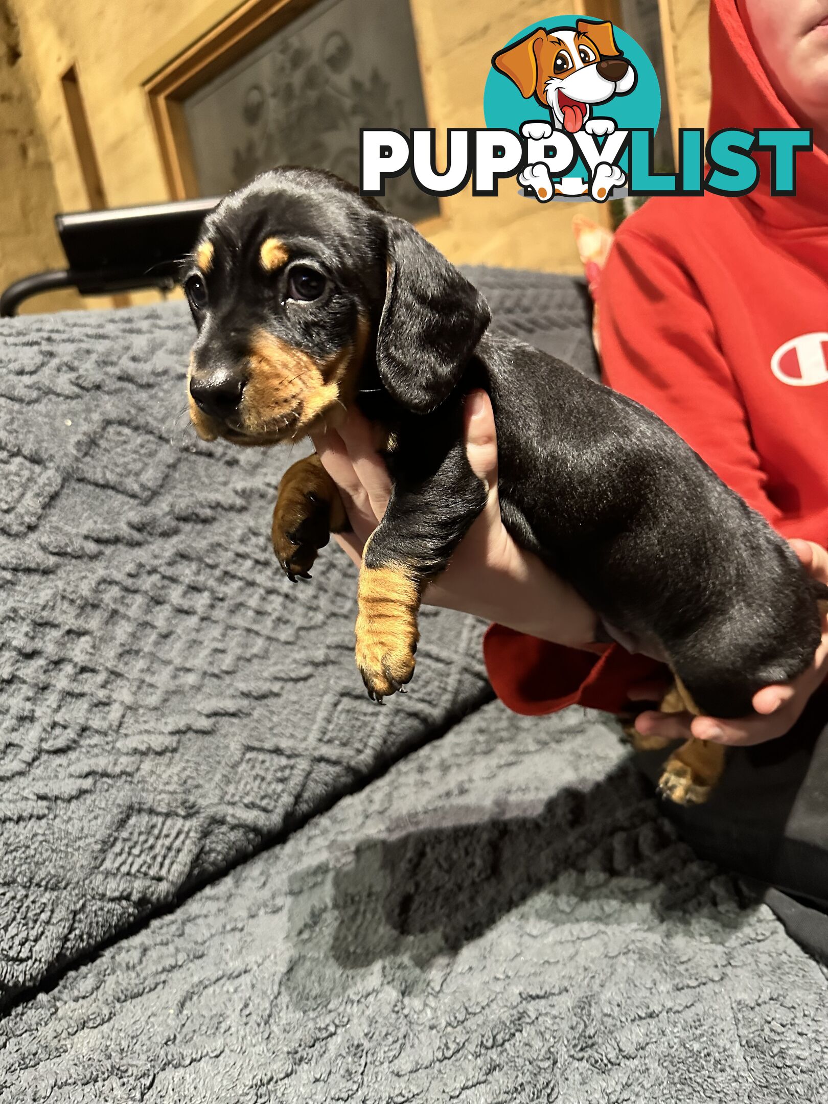Miniature Dachshund