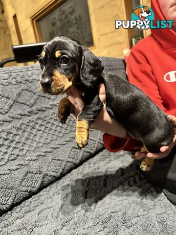Miniature Dachshund