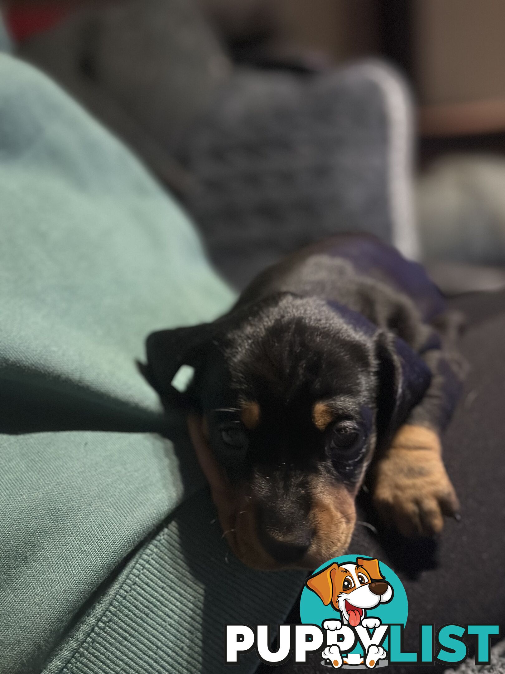 Miniature Dachshund