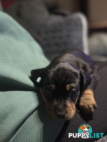Miniature Dachshund