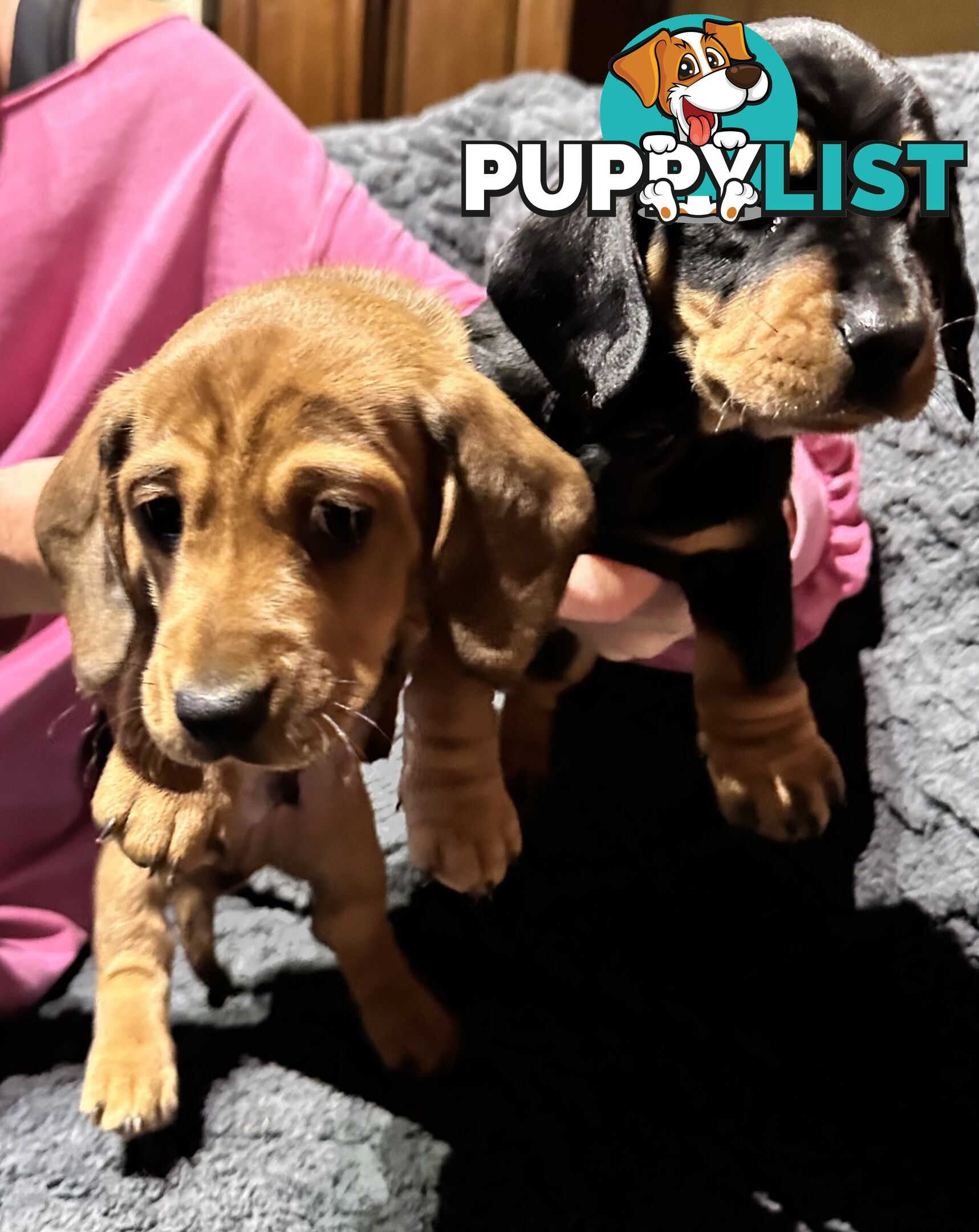 Miniature Dachshund