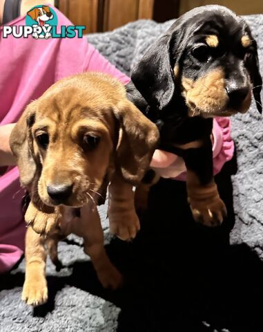 Miniature Dachshund