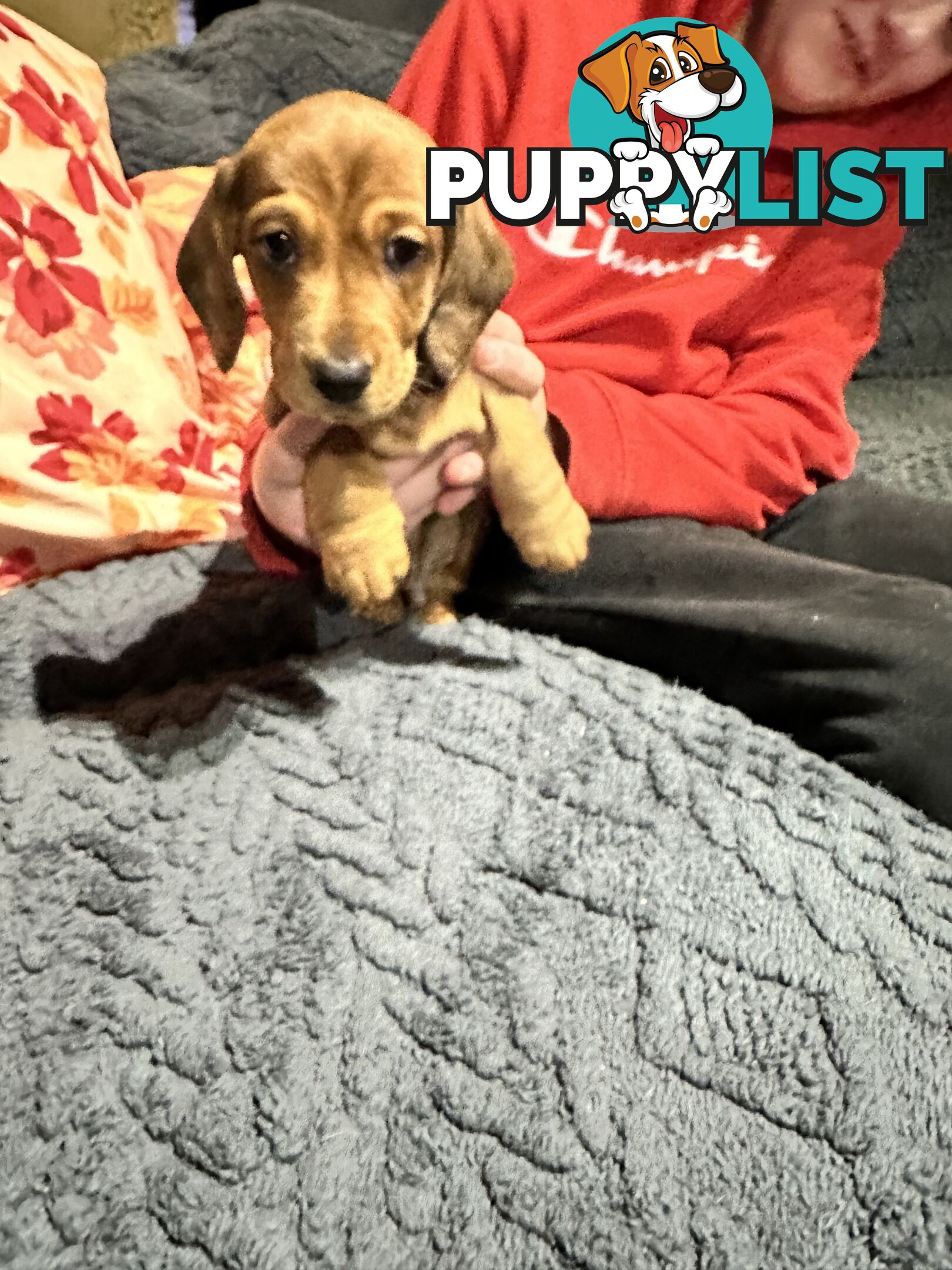 Miniature Dachshund