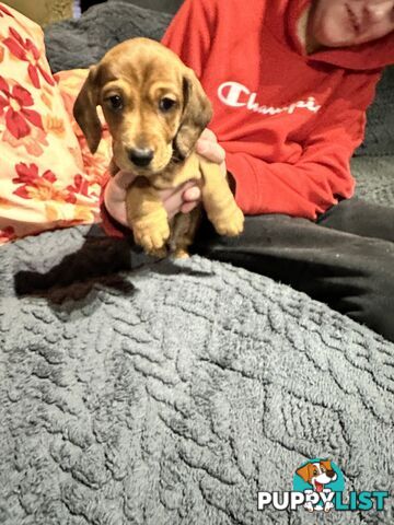 Miniature Dachshund