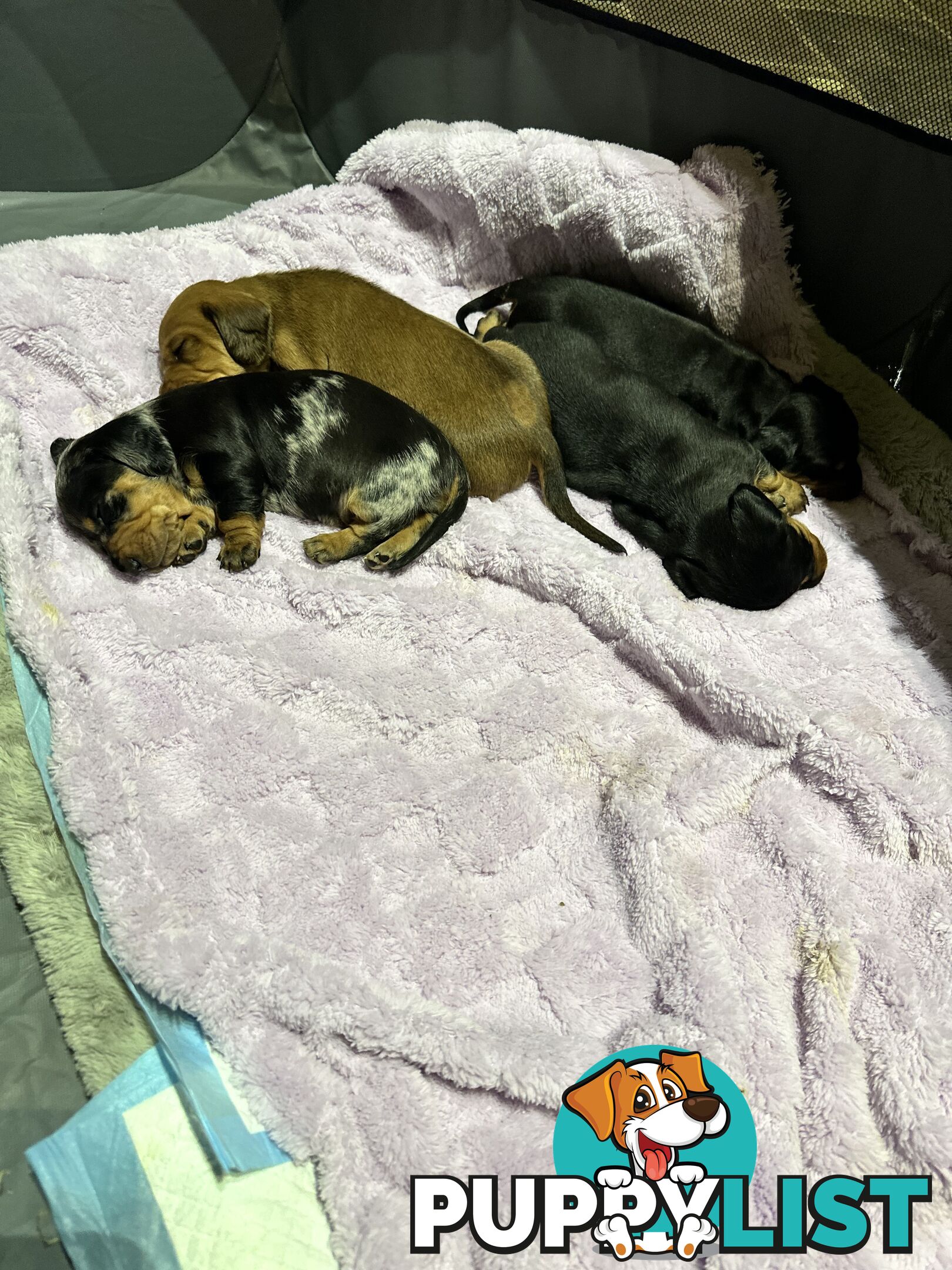 Miniature Dachshund