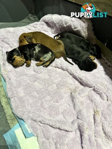 Miniature Dachshund