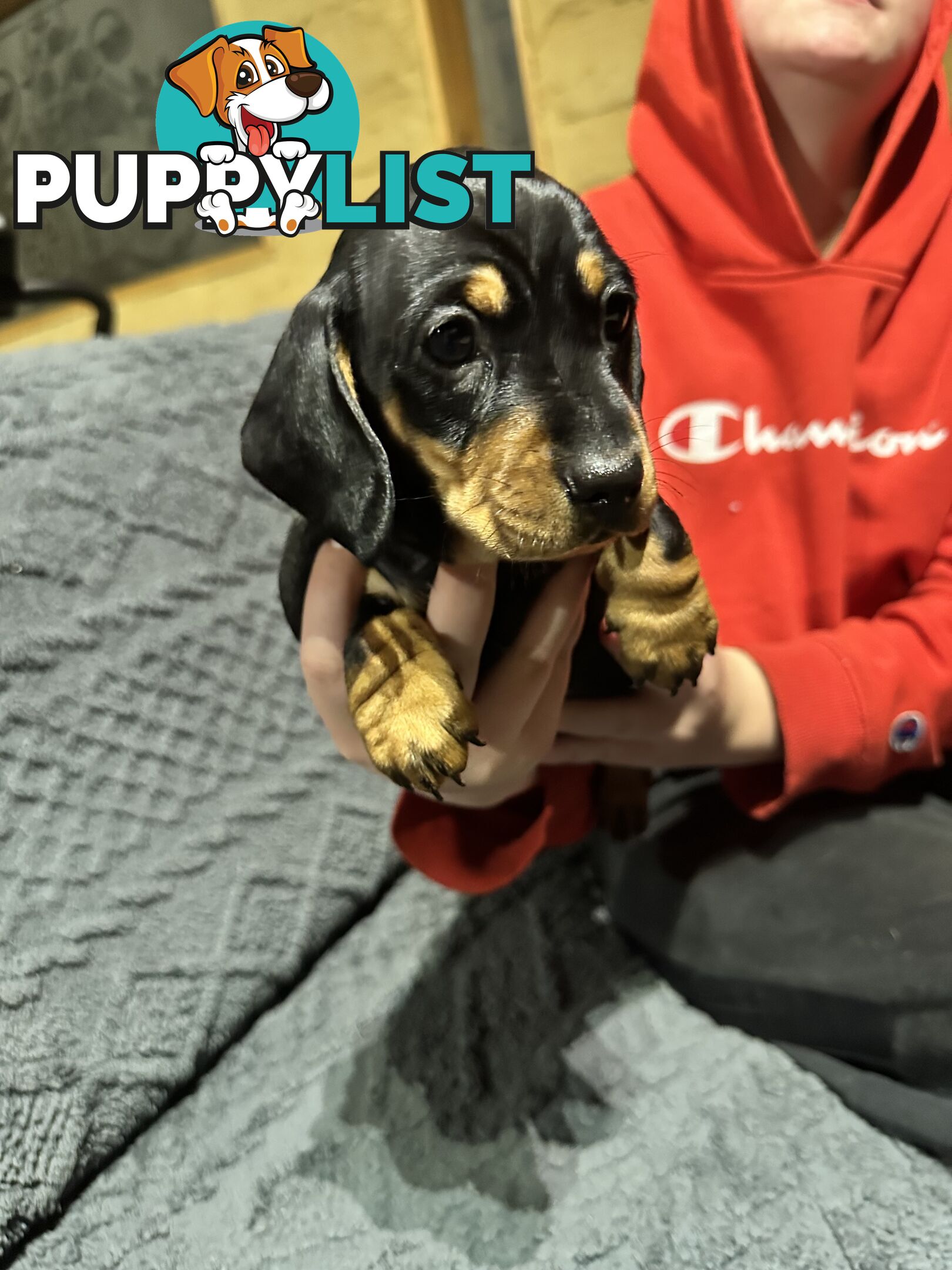Miniature Dachshund