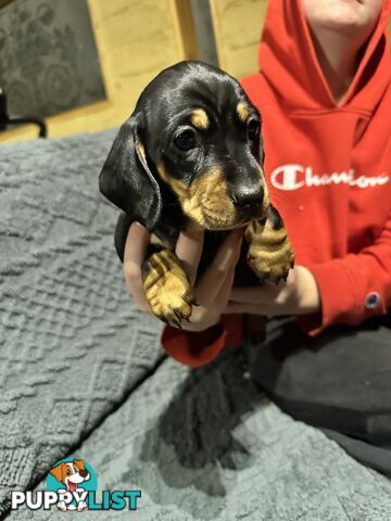 Miniature Dachshund