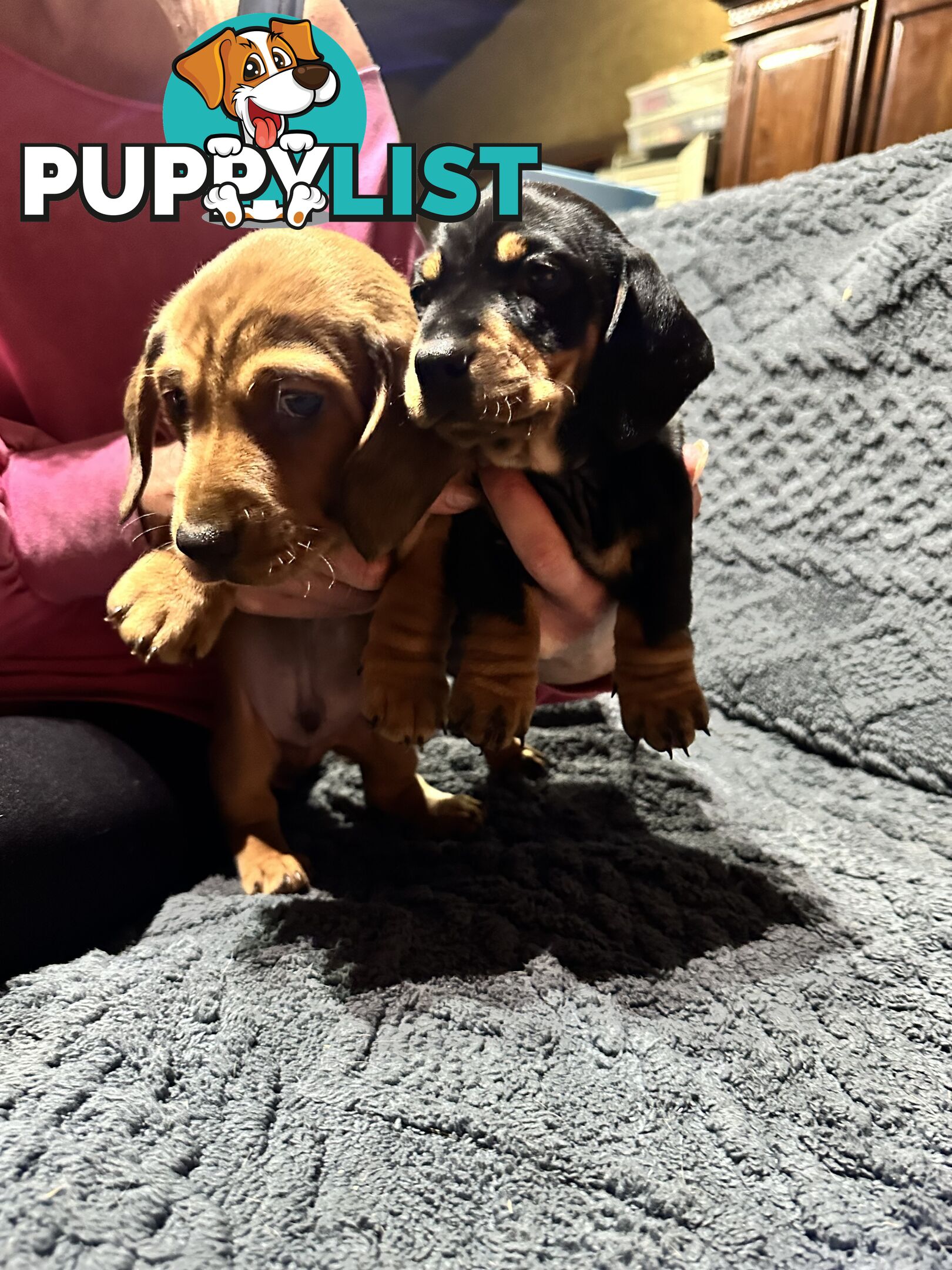 Miniature Dachshund