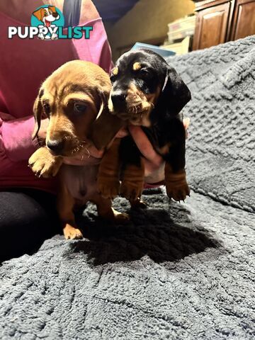 Miniature Dachshund