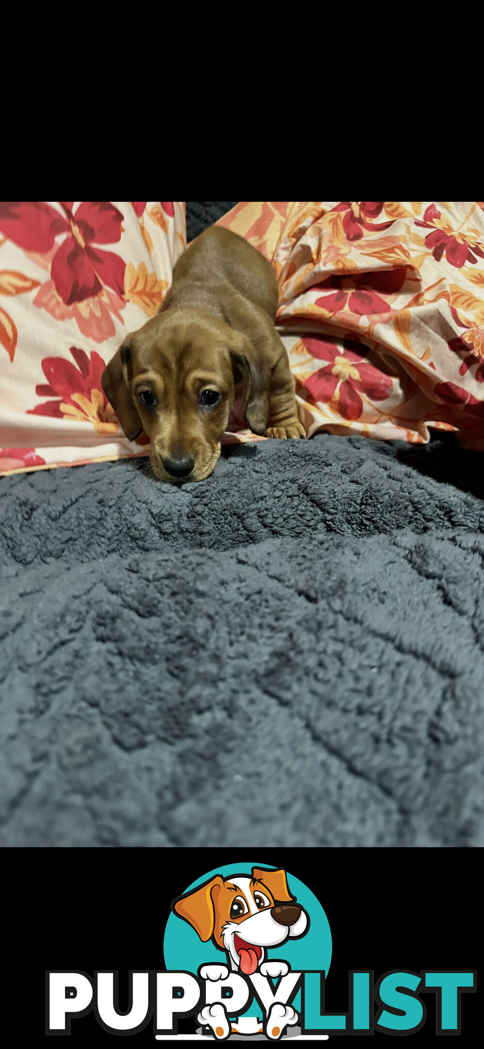 Miniature Dachshund
