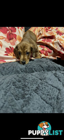 Miniature Dachshund