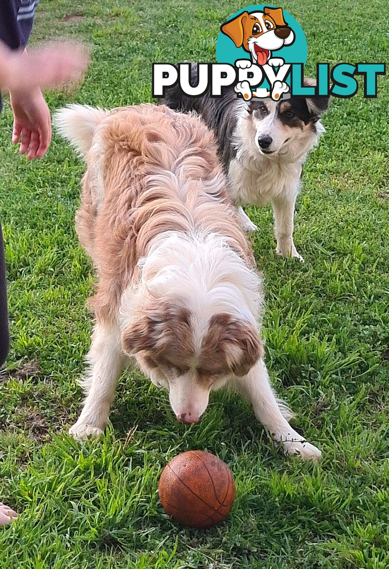Gallowglass Border Collies proudly presents...
