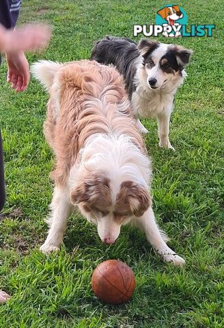 Gallowglass Border Collies proudly presents...