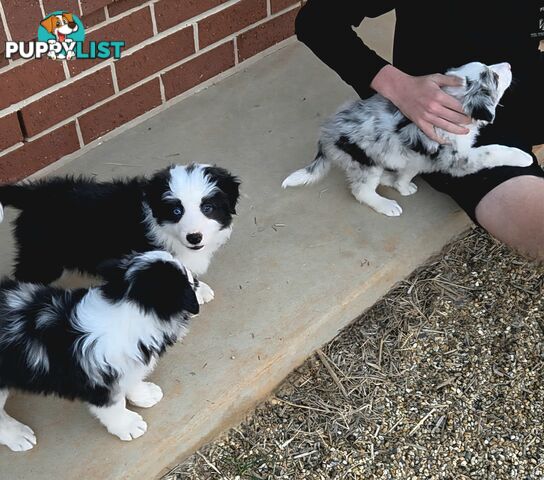Gallowglass Border Collies proudly presents...