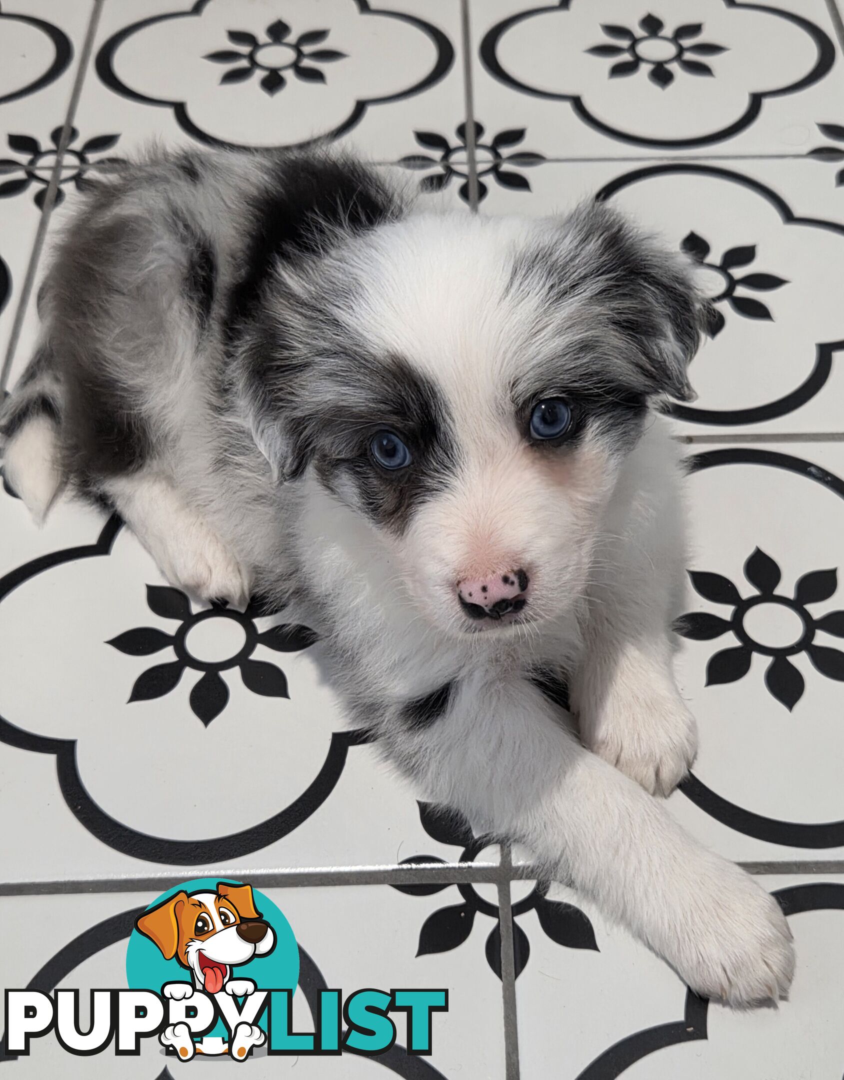 Gallowglass Border Collies proudly presents...
