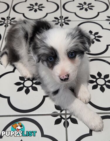 Gallowglass Border Collies proudly presents...