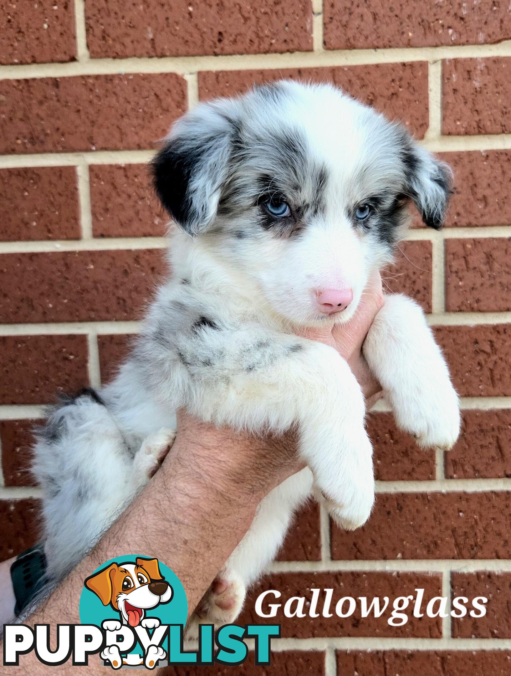 Gallowglass Border Collies proudly presents...