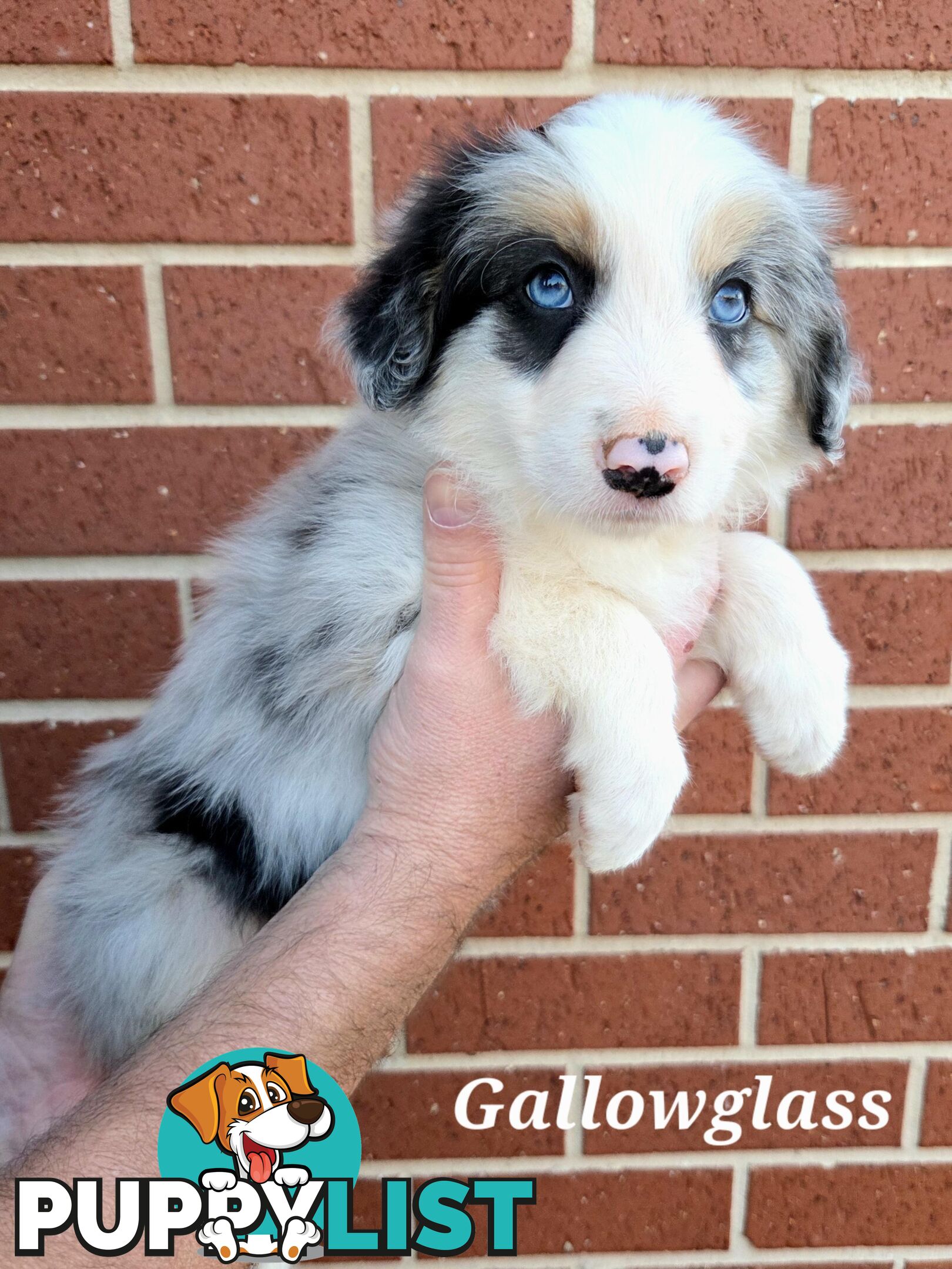 Gallowglass Border Collies proudly presents...