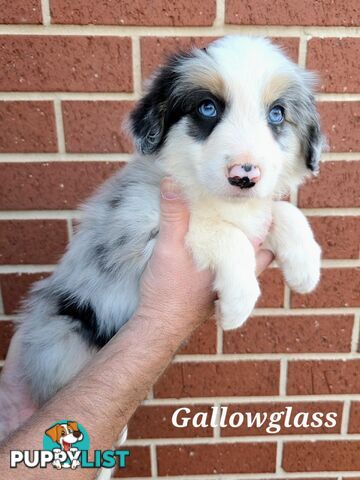 Gallowglass Border Collies proudly presents...
