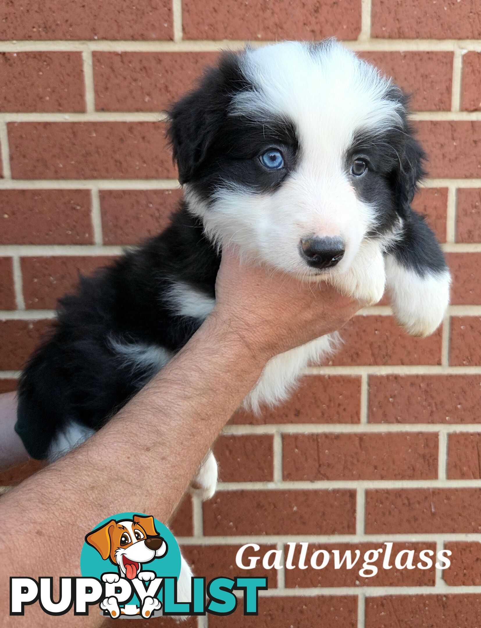 Gallowglass Border Collies proudly presents...