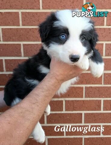 Gallowglass Border Collies proudly presents...