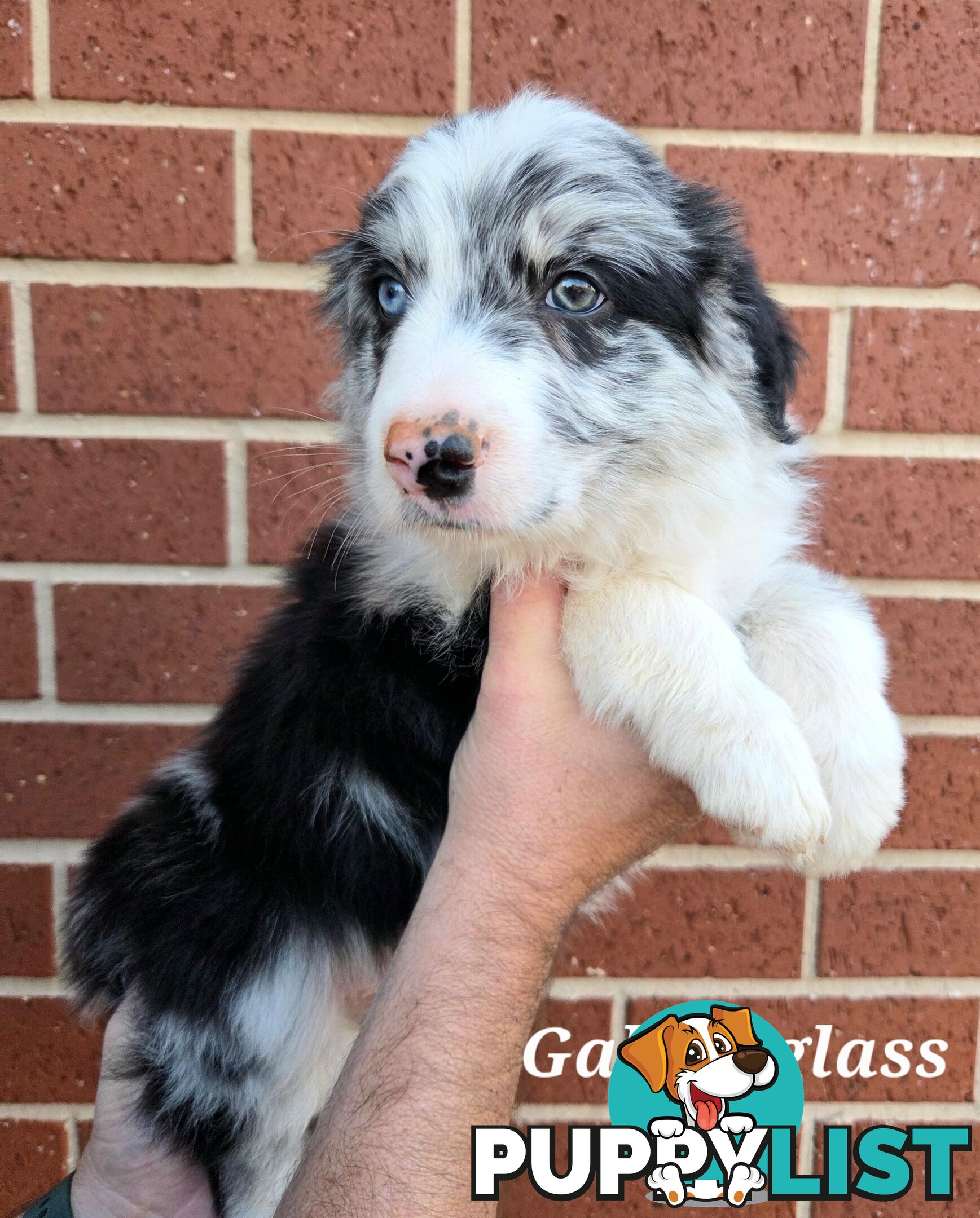 Gallowglass Border Collies proudly presents...