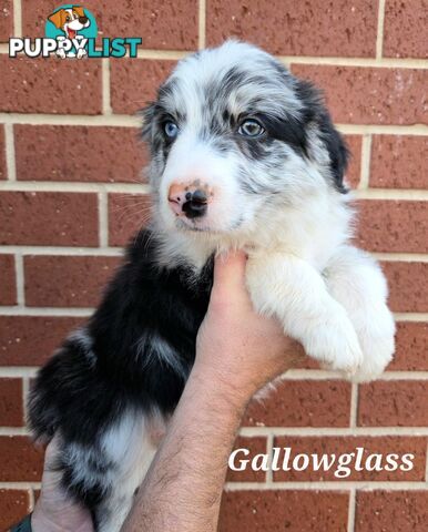 Gallowglass Border Collies proudly presents...