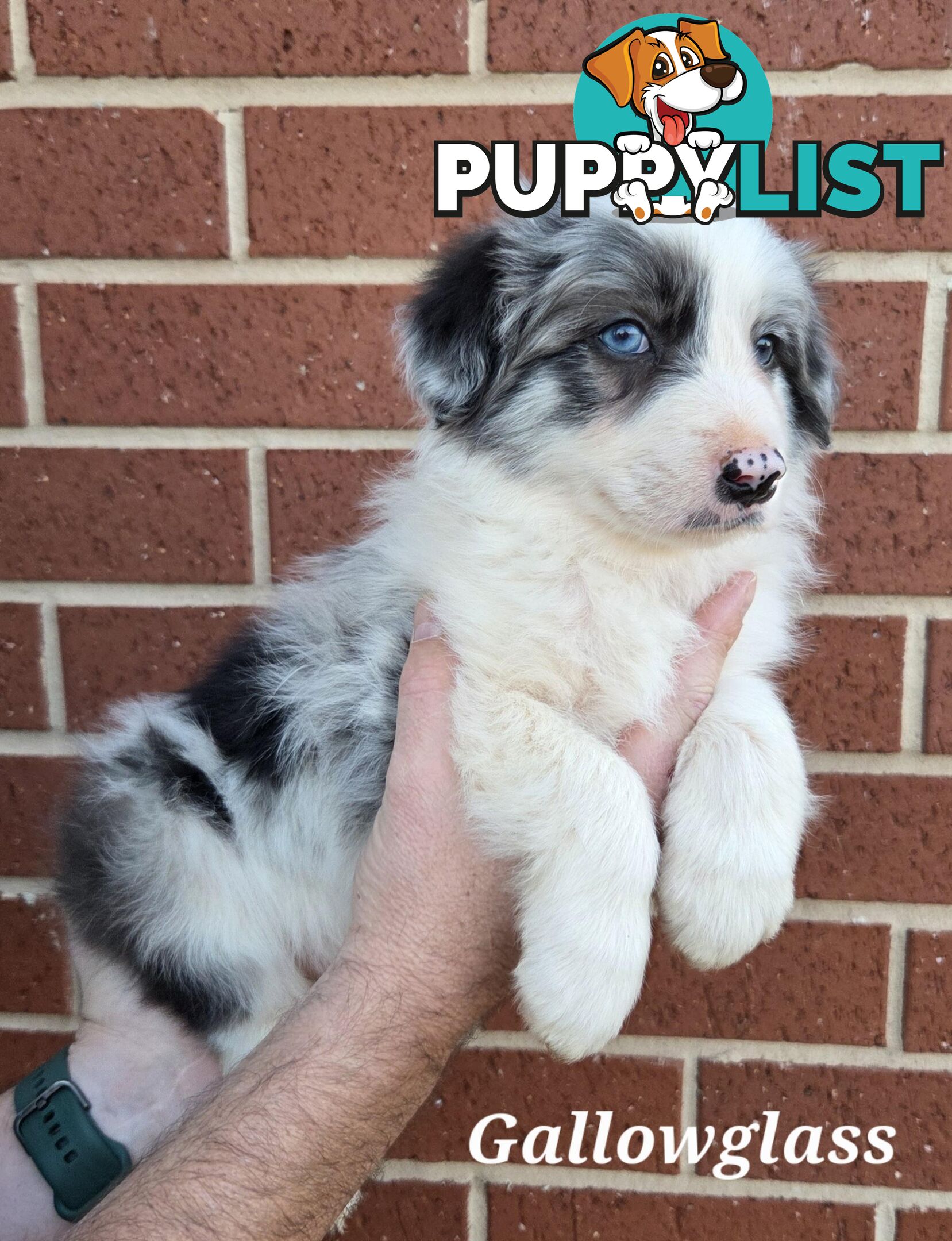 Gallowglass Border Collies proudly presents...