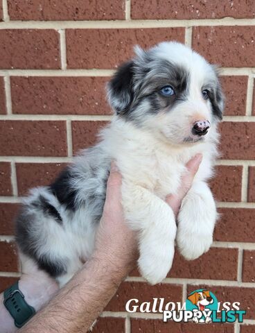 Gallowglass Border Collies proudly presents...