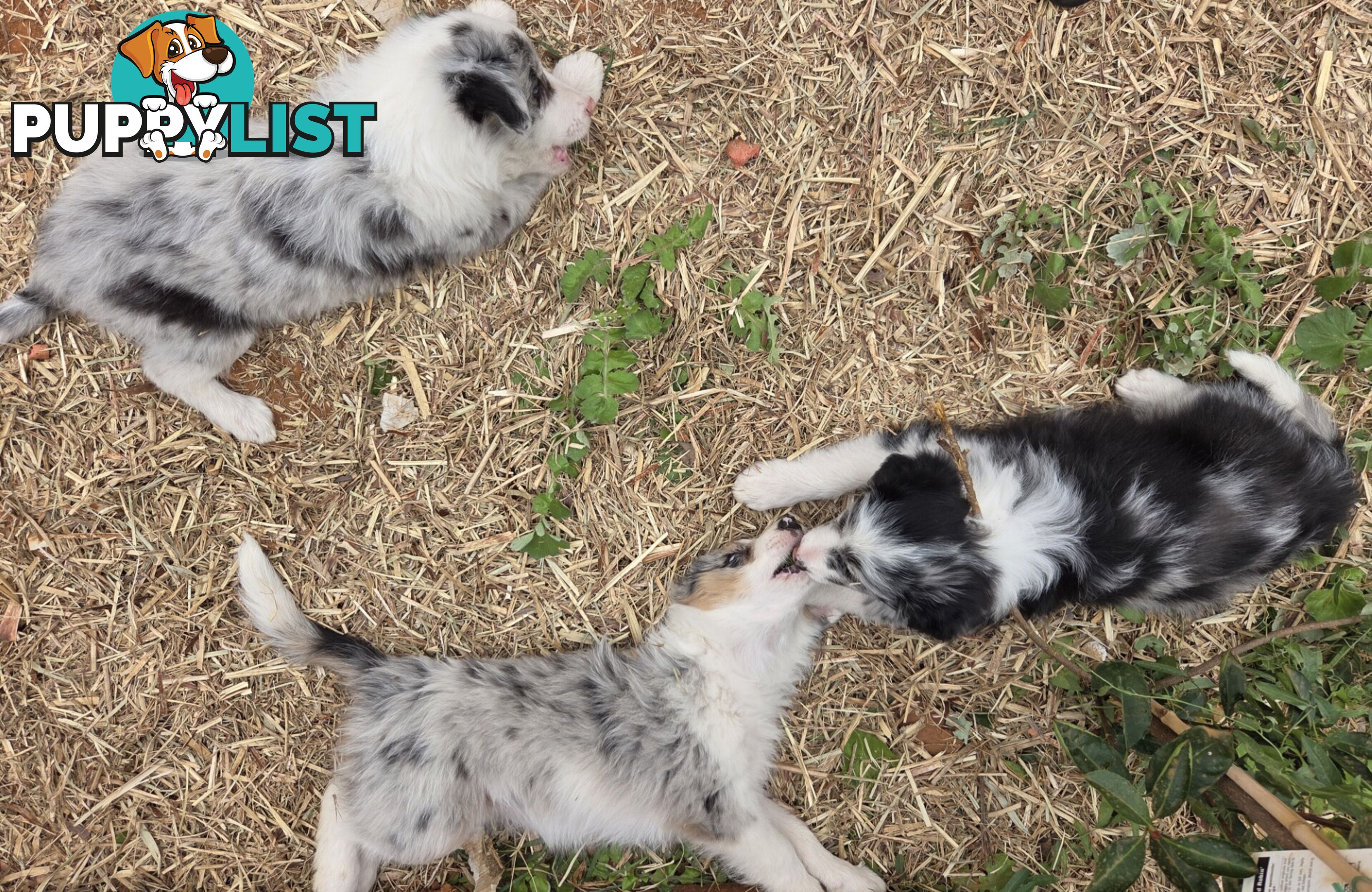 Gallowglass Border Collies proudly presents...
