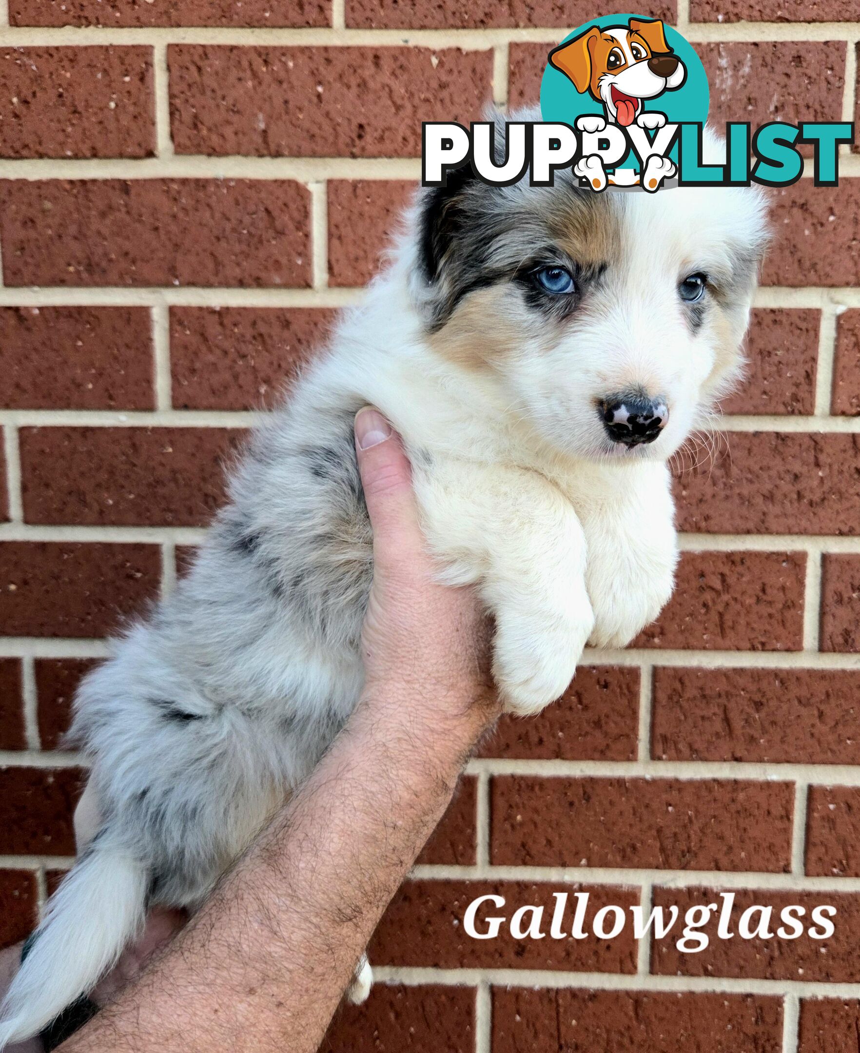 Gallowglass Border Collies proudly presents...