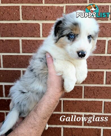 Gallowglass Border Collies proudly presents...