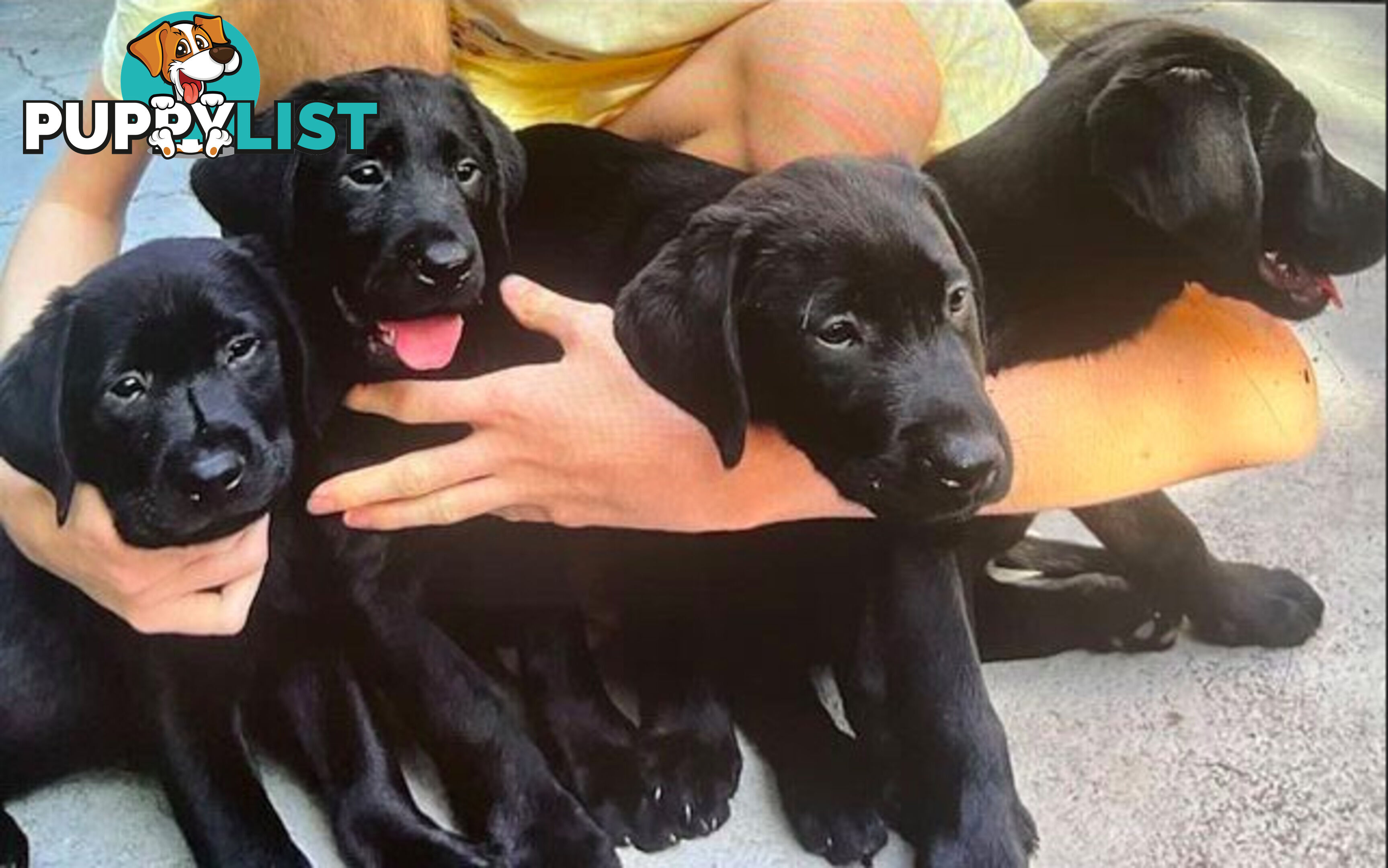 Black Labrador puppies for sale ( Melbourne)